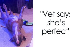 Meet Leela, The Weirdest Pit Bull In The World Who Acts So Strangely Even Vets Can’t Explain It