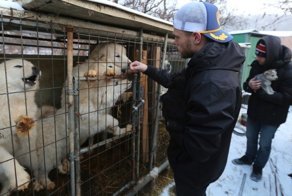 US Olympic Skier Gus Kenworthy Rescued 90 Dogs From Korean Dog Meat Farm