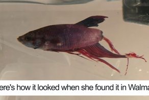 Woman Buys Fish Rotting Away At Walmart, Can’t Believe Her Eyes 4 Weeks Later