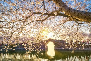 Cherry Blossoms Have Just Bloomed In China, And It’s Probably One Of The Most Amazing Sights On The