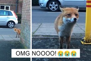 Guy Gets Too Close To Wild Fox While Snapchatting It, And Now He Wishes He Hadn’t