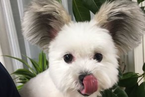 The Internet Is Obsessed With This Puppy With Mickey Mouse Ears, And Her Photos Will Make Your Day