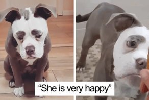Meet The Saddest Dog On The Internet