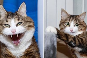This Cat Is Taking Over The Internet With His Hilarious Facial Expressions Despite His Problem