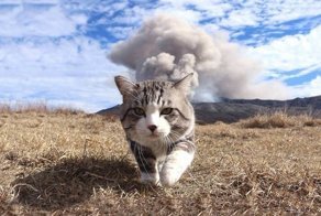 This Kitty Is Physically Unable To Have A Bad Photo Taken Of Him