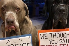 These Two Mastiffs Are The Cheesiest Couple, And We Can’t Get Enough Of Their One-Liners
