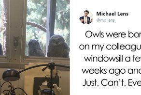 The Internet Can’t Stop Laughing At These Owls Who Were Born Outside Of Office Window