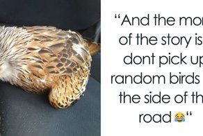 Man Rescued Injured Bird, And Now He Probably Wishes He Hadn’t