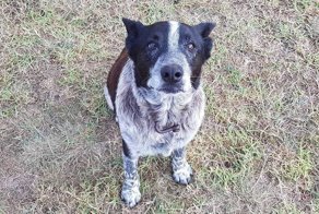 This Dog Protected A Toddler For 15 Hours In The Wild And Is Now An Honorary Police Doggo