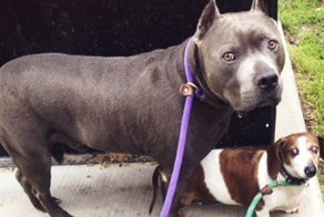 Inseparable Pair Of A Blind Dachshund And His Guide Dog Have Been Reunited