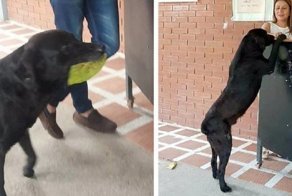 After Seeing Students Use Money To Buy Food, Dog Uses Leaves To Get Some Too