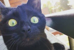 People Are Laughing At The Way This Cat Reacts To Being Allowed On The Balcony For The First Time