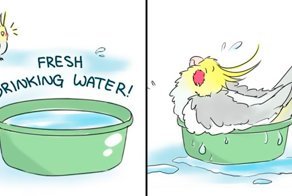 Artist Draws Comics About Her Pet Bird And They’re Too Positive