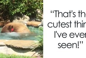 Guy Films Bear Chilling In His Jacuzzi Drinking A Margarita, But It Doesn’t End There
