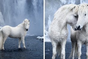 Fairytale-Like Pictures Of Horses Living In Extreme Iceland Conditions