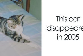 Elderly Cat Finds Its Way Home After 13 Years, And The Reunion Leaves Everybody In Tears