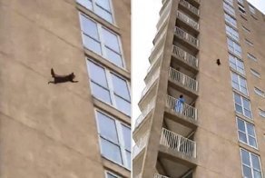 Heart-stopping moment a raccoon scales nine stories of a New Jersey apartment