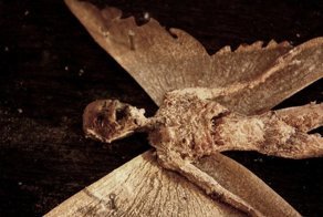 Bodies Of Strange Creatures Were Found In The Basement Of An Old House In London