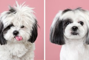 7 Dogs Before And After A Visit To The Hair Salon