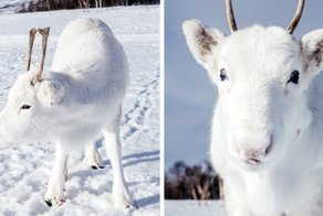 Photographer Captures Extremely Rare White Baby Reindeer While Hiking In Norway