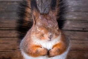 Finnish Photographer Proves Fairy Forests Are Real In Finland