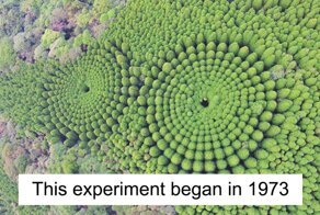 Japanese Experiment That Took Half A Century Ended In Amazing Tree ‘Crop Circles’