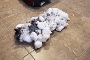 Cat Frozen In Snow Makes Miraculous Recovery After Veterinarians Spend Hours Fighting For Her Life