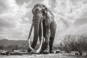 Last Photos Of The Legendary ‘Elephant Queen’ Before Her Death
