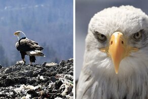 Eagles In Seattle Start Picking Up Litter From Landfills And Dumping Them Into People's Backyards