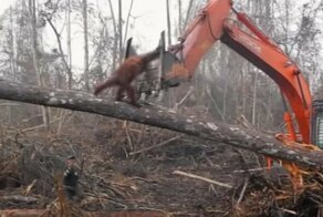 The heartbreaking moment an orangutan tries to save its tree from loggers
