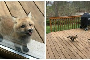 Baby Foxes Show Up At Person’s House And Their Pics Are Adorable