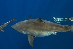 “Dancing With Sharks”: Incredible Underwater Photography By Juan Oliphant