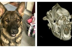 Brave dog gets £6k bionic face in high-tech op after her skull was shattered in motorbike accident