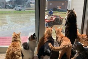 Japanese Cats Love Nothing More In The World Than Watching Farmer Next Door Plant His Rice