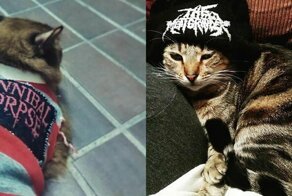 Nothing To See Here, Just Some Photos Of Cats Wearing Metal Battle Vests