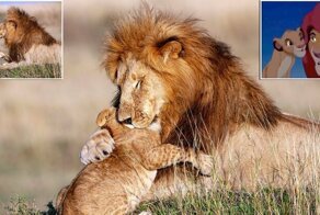 Real life Mufasa and Simba: Cub gives his father a hug in scene reminiscent of Lion King