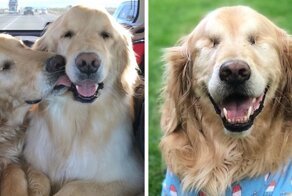 Blind Golden Retriever Is Living A Happy Life Thanks To His Best Pup Friend