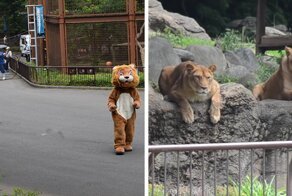 Japanese Zoo Escape Drill Goes Viral And People Are Laughing At The Real Lions’ Reaction