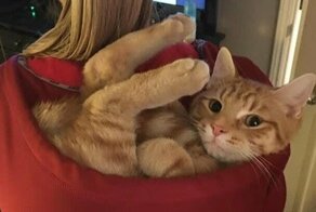 20 забавных котиков, которые подарят вам улыбку и хорошее настроение