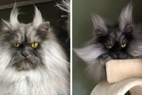 This Cat Has A Good Hair Day Every Day