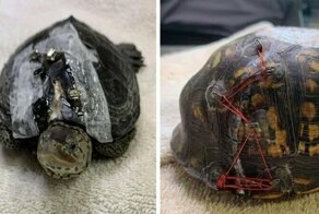 People Are Donating Their Old Bra Fasteners To Wildlife Organization That Uses Them To Save Turtles