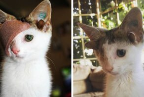 Rescue Kitty With 4 Ears And One Eye Escapes Misery After Finding His Forever Home
