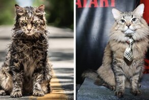 Stephen King’s Pet Sematary Remake Had Cats From Shelters Who Were Trained To Become Cat Actors