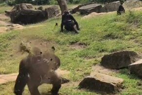 Angry silverback throws fistful of mud at tourists in German zoo