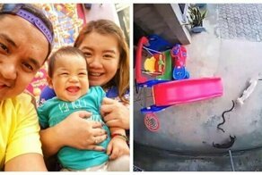 Moment heroic dogs give their own lives to save sleeping toddler from cobra