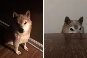 This Shiba Inu Always Looks Grumpy And People Are In Love