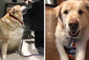 Heartless Owner Demands Overweight Retriever Be Put Down, Vet Finds Him A New Loving Home