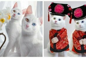 Meet ‘Eye-Catching’ Twin Cats Iriss And Abyss