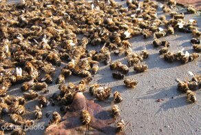 500 Million Bees Have Already Died In Brazil Within Three Months