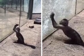 Zoo’s Visitor Sees Monkey Sharpening A Rock, Later It Uses It To Shatter Its Glass Enclosure